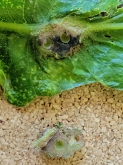 Andricus foliaformis