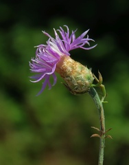 Centaurea cristata