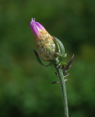 Centaurea cristata