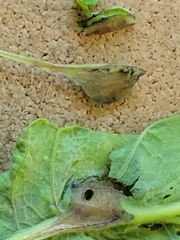 Andricus foliaformis