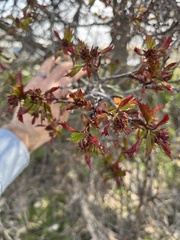 Crataegus populnea