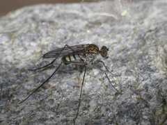 Liancalus virens