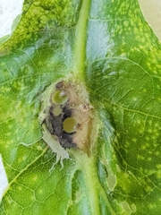 Andricus foliaformis