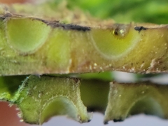 Andricus foliaformis