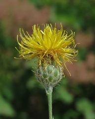 Centaurea rupestris