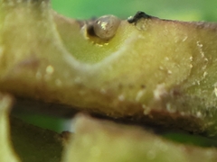 Andricus foliaformis