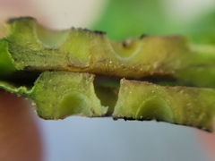 Andricus foliaformis