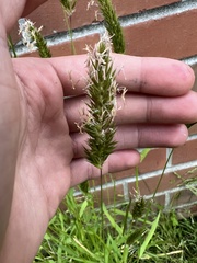 Anthoxanthum odoratum