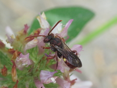 Nomada striata