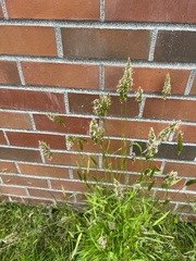 Anthoxanthum odoratum