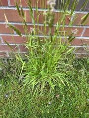 Anthoxanthum odoratum