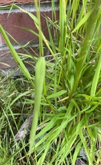 Anthoxanthum odoratum