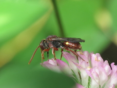 Nomada striata