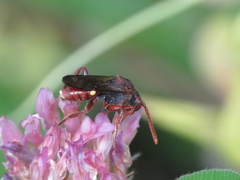 Nomada striata