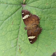 Celaenorrhinus dhanada