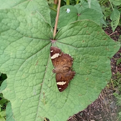 Celaenorrhinus dhanada