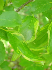 Trichochermes walkeri