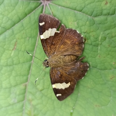 Celaenorrhinus dhanada