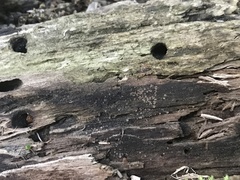 Orbilia xanthostigma