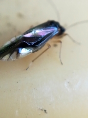 Caecilius fuscopterus