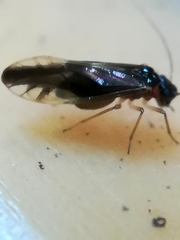 Caecilius fuscopterus