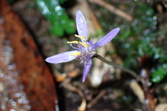 Exacum paucisquamum