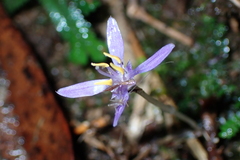 Exacum paucisquamum