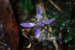 Exacum paucisquamum