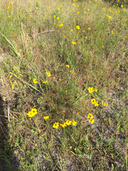 Coreopsis leavenworthii