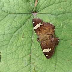 Celaenorrhinus dhanada