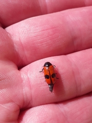Clytra quadripunctata