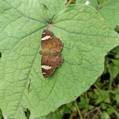 Celaenorrhinus dhanada