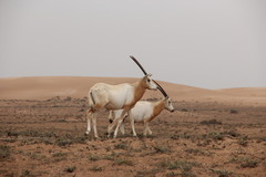 Oryx dammah