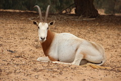Oryx dammah