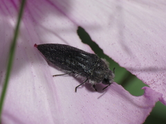 Acmaeodera cylindrica