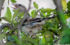 Passer domesticus