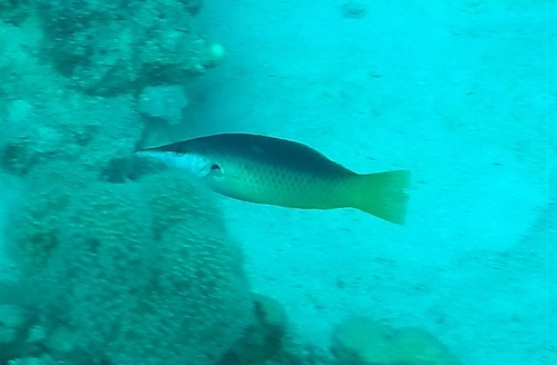 Red Sea Bird Wrasse — seen at this dive site