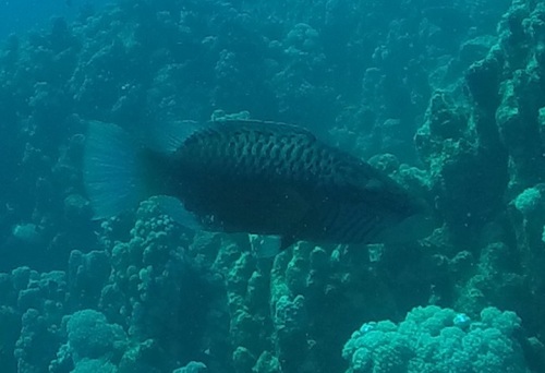 Linedcheek Wrasse — seen at this dive site