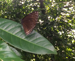 Euploea klugii erichsonii