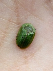 Cassida stigmatica