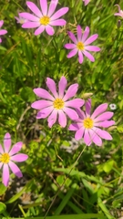 Sabatia dodecandra foliosa