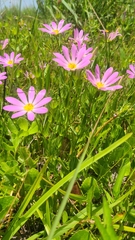 Sabatia dodecandra foliosa