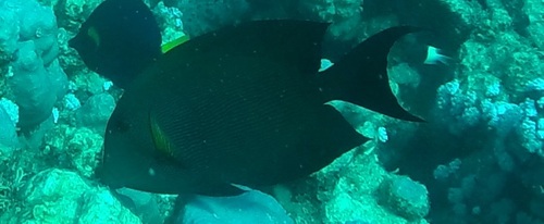 Lined Bristletooth — seen at this dive site