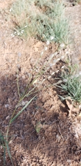 Digitaria patens