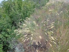 Melica transsilvanica