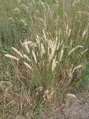 Melica transsilvanica