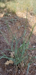 Digitaria patens