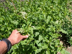 Koenigia phytolaccifolia