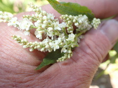 Koenigia phytolaccifolia