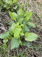 Solidago macrophylla